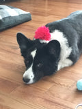 Dog Collar Flower. Black.
