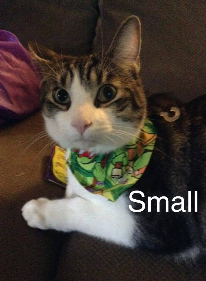 Irish clovers on white. Dog Bandana. S M L fits ON the collar