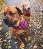 Dog bandanas. Lifestyle. Small, medium and large pink. It fits ON the collar!