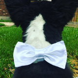 Dog Bow Tie. Red and white Gnomes.