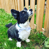 Dog Bow Tie. Red and white Gnomes.