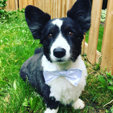 Dog Bow Tie. Wedding. White Satin. Puppy wedding bow tie